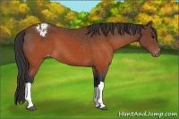 Horse Color:Brown Snowcap 