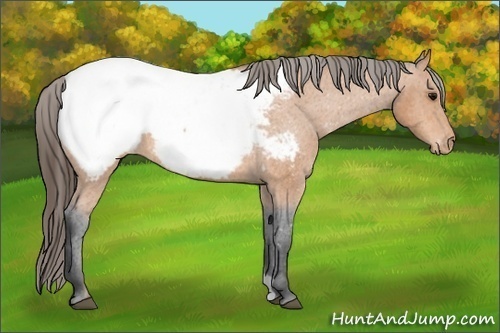Horse Color: Bay Snowcap 