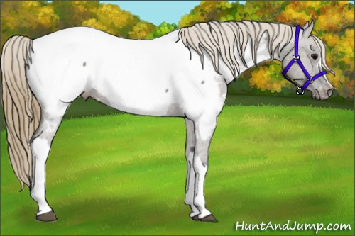 Horse Color:Smoky Grullo Appaloosa 