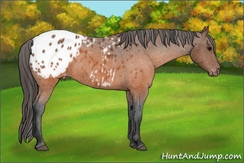 Horse Color: Unknown 