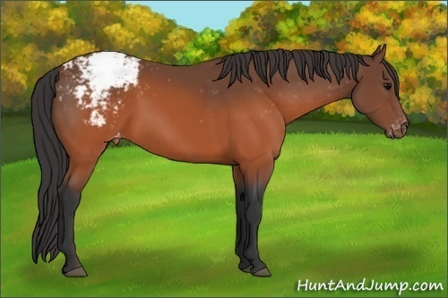 Horse Color: Unknown 