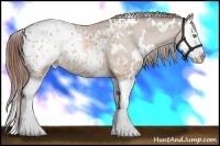 Horse Color:White Spotted Sable Champagne Splash Appaloosa 