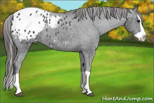 Horse Color:Black Splash Appaloosa 