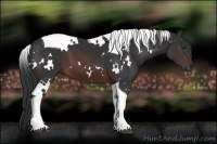 Horse Color:White Spotted Brown Tobiano 