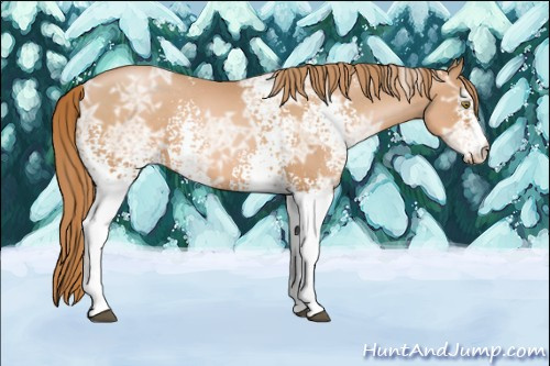 Horse Color: White Spotted Liver Chestnut Ice Pearl 