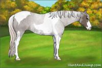Horse Color:Silver Brown Sabino Tobiano 
