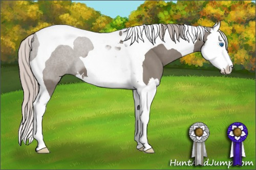 Horse Color: Silver Grullo Sabino Splash Tobiano 