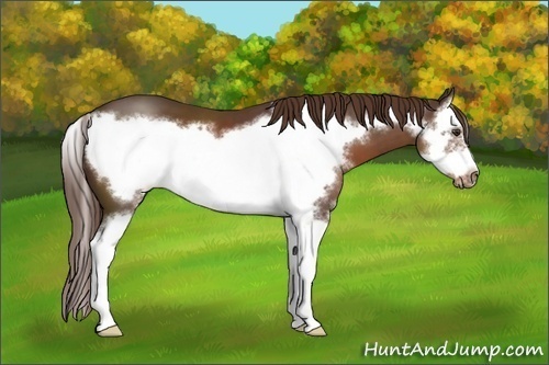 Horse Color: Liver Chestnut Sabino Splash Frame 
