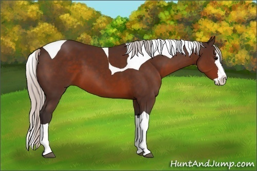 Horse Color: Silver Brown Sabino Splash Tobiano 