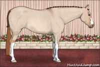 Horse Color:Red Dun Roan