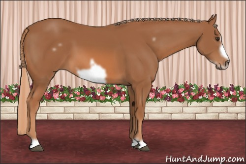 Horse Color: Chestnut Frame 