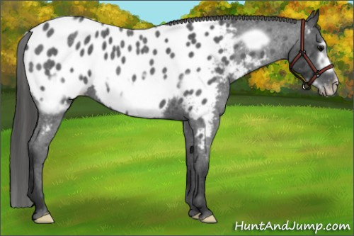 Horse Color: Blue Roan Frame Near Leopard 