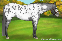 Horse Color:Blue Roan Frame Near Leopard 