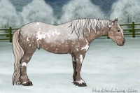 Horse Color:White Spotted Silver Black Ice