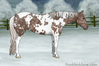 Horse Color:White Spotted Silver Black Ice Tobiano 