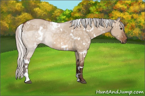 Horse Color: White Spotted Silver Brown Ice Dun Sabino 