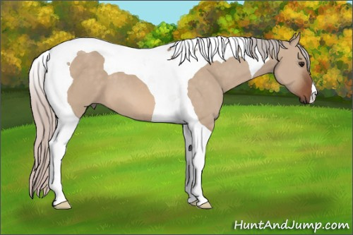 Horse Color: Silver Bay Dun Tobiano 