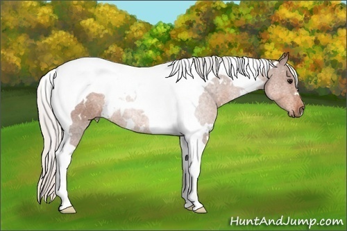 Horse Color: White Spotted Silver Brown Tobiano 