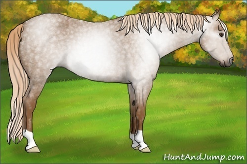 Horse Color:Gray Palomino Roan 