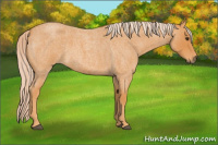 Horse Color:Palomino Roan 