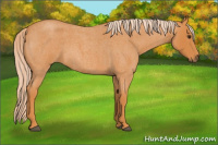 Horse Color:Chocolate Palomino Roan 