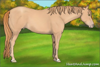 Horse Color:Gold Champagne 