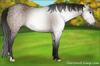 Horse Color:Gray Bay Dun 
