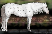 Horse Color:Liver Chestnut Appaloosa 