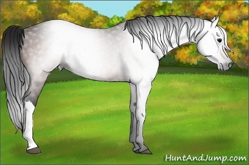 Horse Color:Gray Bay Rabicano