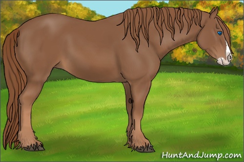 Horse Color: Chestnut Splash 