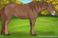 Horse Color:Chestnut Splash 