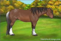 Horse Color:White Spotted Bay 