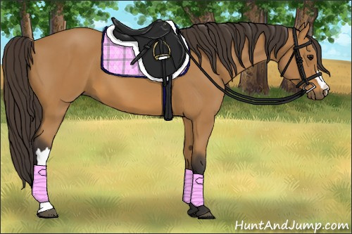 Horse Color: Unknown 