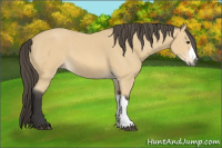 Horse Color:Buckskin 