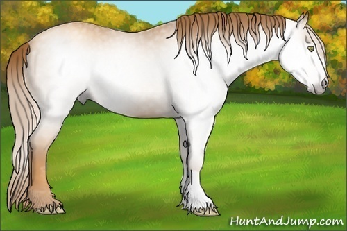 Horse Color:Gray Gold Champagne