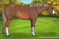 Horse Color:Chestnut 