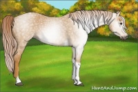 Horse Color:Gray Palomino Roan Tobiano 