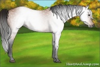 Horse Color:Gray Bay 