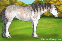 Horse Color:White Spotted Bay Splash Rabicano