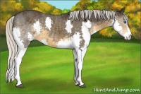 Horse Color:Silver Smoky Black Splash 