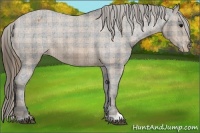 Horse Color:Plaid  Brown Appaloosa 