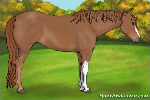 Horse Color:Chestnut 
