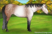 Horse Color:Gray Bay 