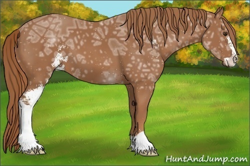 Horse Color: Chestnut Ice Sabino 