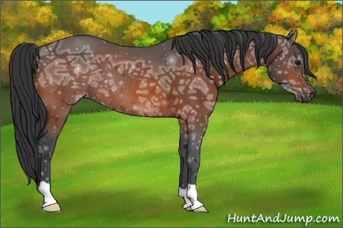 Horse Color: Bay Ice 