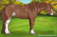 Horse Color:Chestnut Sabino 