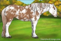 Horse Color:Chestnut Sabino