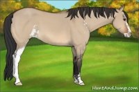 Horse Color:Bay Dun Sabino 