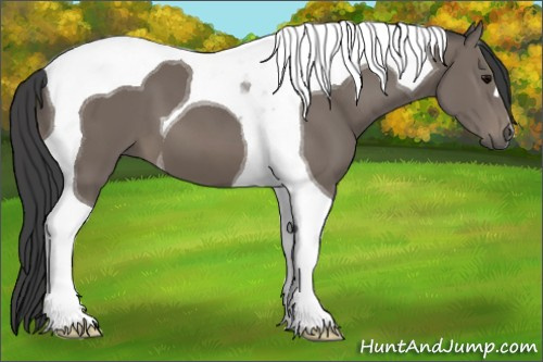 Horse Color: Black Tobiano 