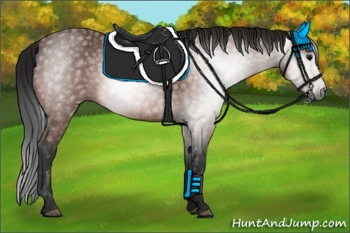 Horse Color:Gray Bay 